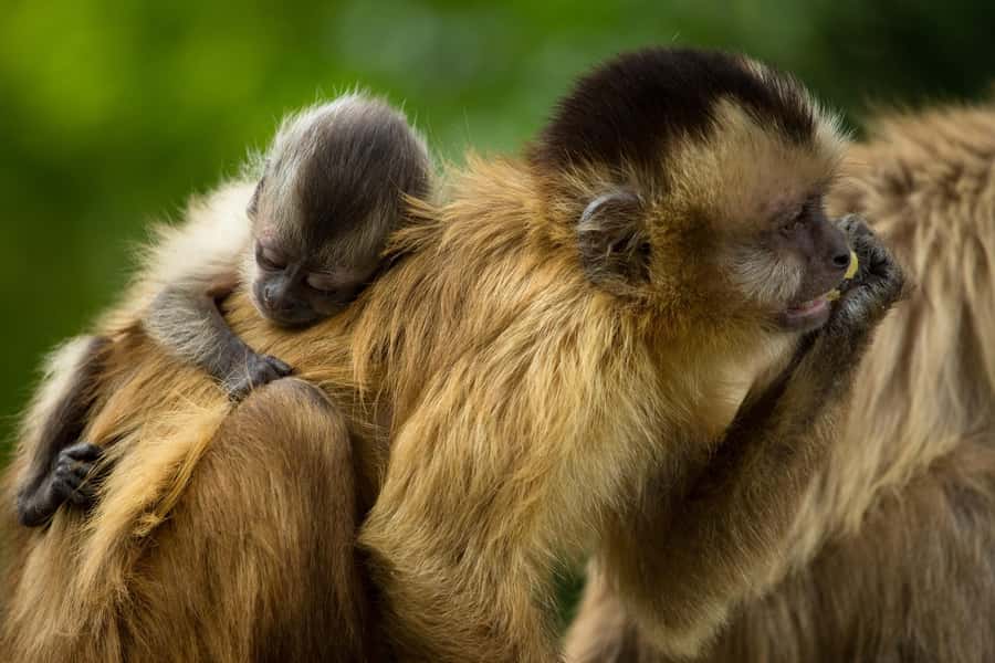 Santa Cruz: Wildlife Sanctuary and Preservation Park Tour - The welcome drink and first look at AFASI