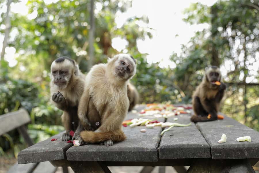 Santa Cruz: Wildlife Sanctuary and Preservation Park Tour - From animal enclosures to swamps and lagoons