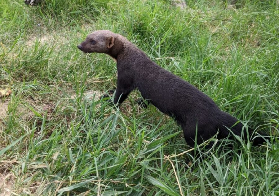 Santa Cruz: Wildlife Sanctuary and Preservation Park Tour - What the tropical walk is really like