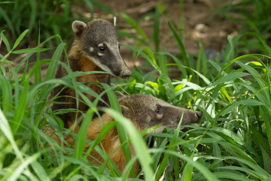 Santa Cruz: Wildlife Sanctuary and Preservation Park Tour - Lunch at the foundation