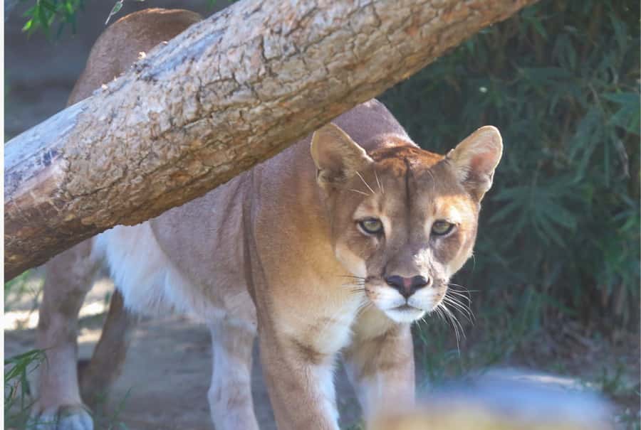 Santa Cruz: Wildlife Sanctuary and Preservation Park Tour - Language, timing, and practical planning
