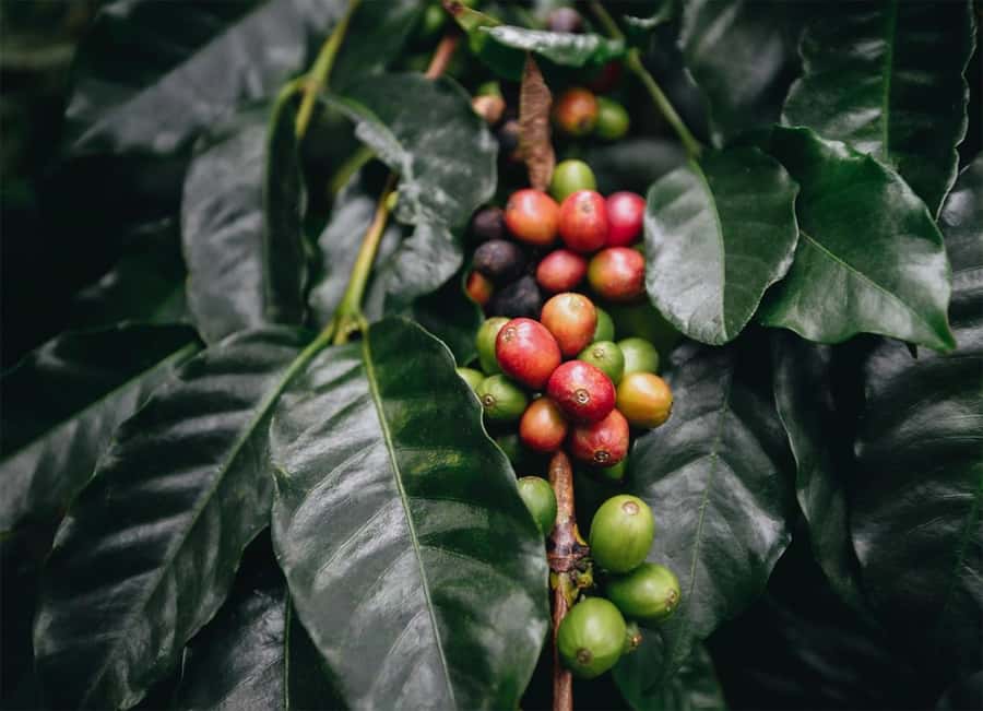 Santa Marta: Minca Coffee, Cocoa, & Waterfall Full-Day Trip - Why Minca makes a good day from Santa Marta