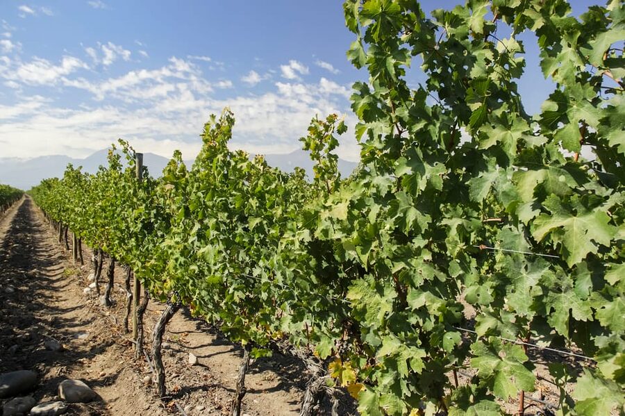 Santiago: Concha y Toro and Undurraga Vineyards Tour - Should you book the Concha y Toro and Undurraga tour?