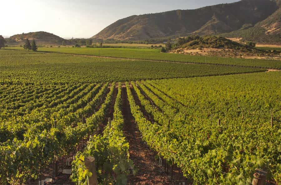 Santiago: Concha y Toro and Undurraga Vineyards Tour - The morning ride to Viña Undurraga