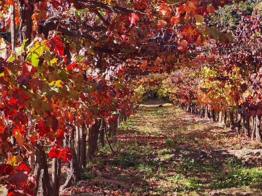 Santiago: Maipo Valley Wine Tasting Tour with 4 Vineyards - Is $134 a fair price?