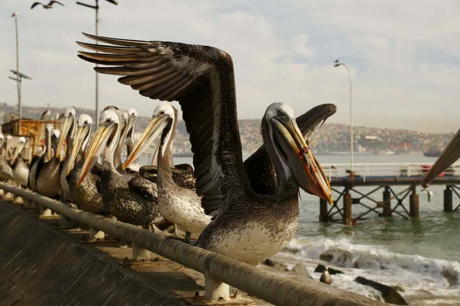 Santiago: Viña del Mar, Valparaiso, with Wine Tasting - The guide is the key part of the value