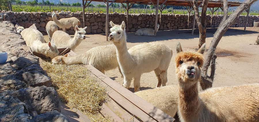 Santiago: World-class Wines, Visit to 4 Vineyards and Tanino - The practical drawbacks to weigh
