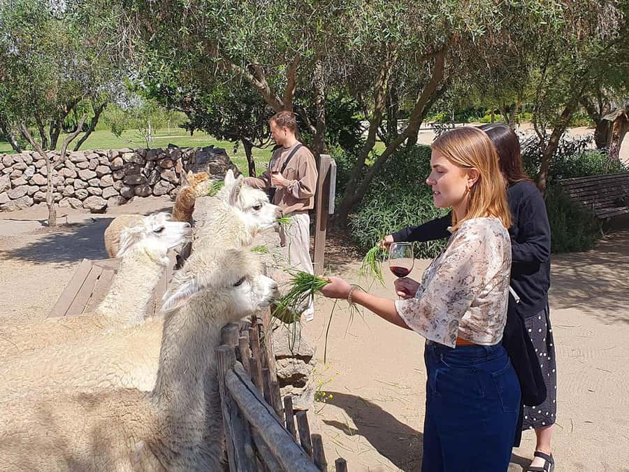 Santiago: World-class Wines, Visit to 4 Vineyards and Tanino - Casas del Bosque and lunch at Tanino