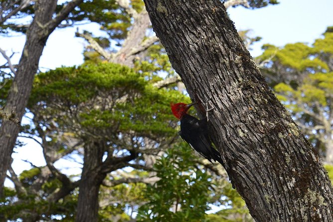 Shore Excursion - National Park Tierra del Fuego - Lake Roca: the calm center of the visit