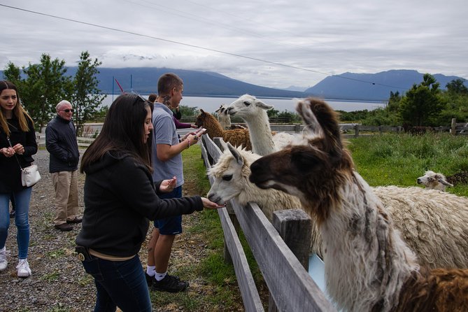 Shore Excursion: Petrohue Waterfalls, Frutillar & Puerto Varas - Timing, walking, and cruise-day risks