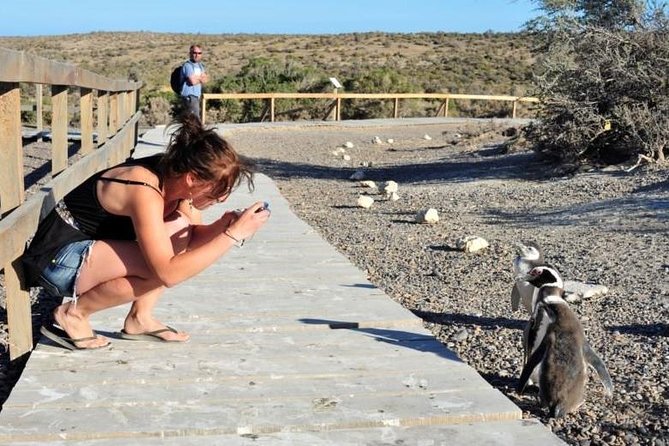 Shore Excursion Punta Tombo cruise passengers Puerto Madryn - Key points to know before you book
