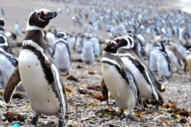 Shore Excursion Punta Tombo cruise passengers Puerto Madryn - Punta Tombo is worth the long ride for penguin lovers