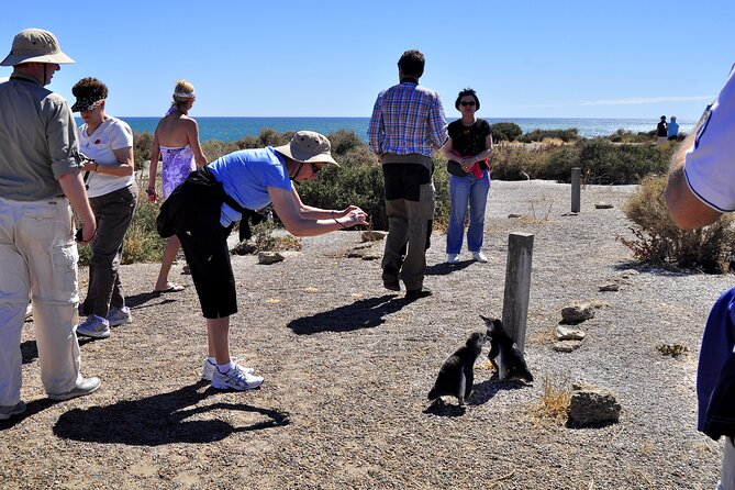 Shore Excursion Punta Tombo cruise passengers Puerto Madryn - The drive from Puerto Madryn sets the pace