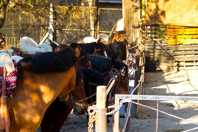 Sunset Horseback Riding - From Mendoza City to the Hills of Lunlunta
