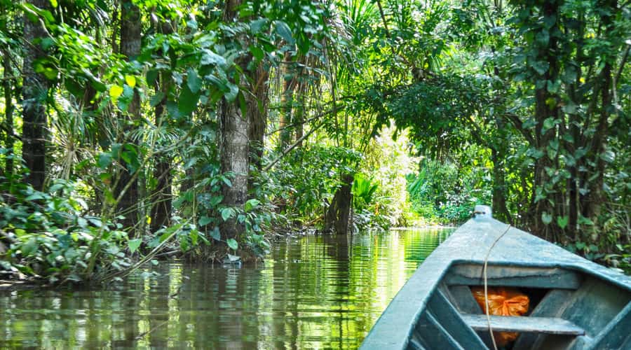 Tambopata Peruvian Amazon Jungle for Three Days/Two Nights - Night forest walks and the sounds of the jungle