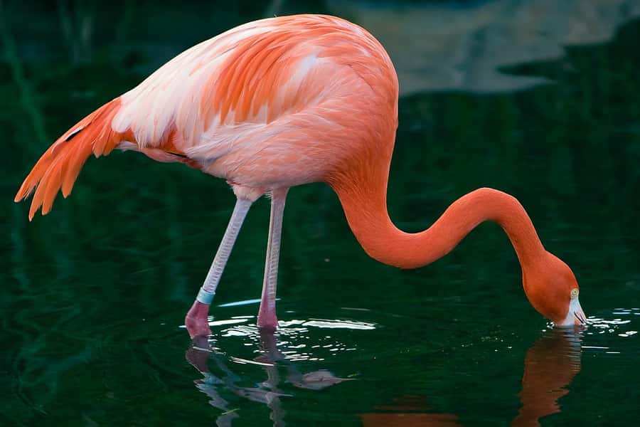 Temaiken Biopark Entry Tickets - What a Day at Temaiken Biopark Feels Like