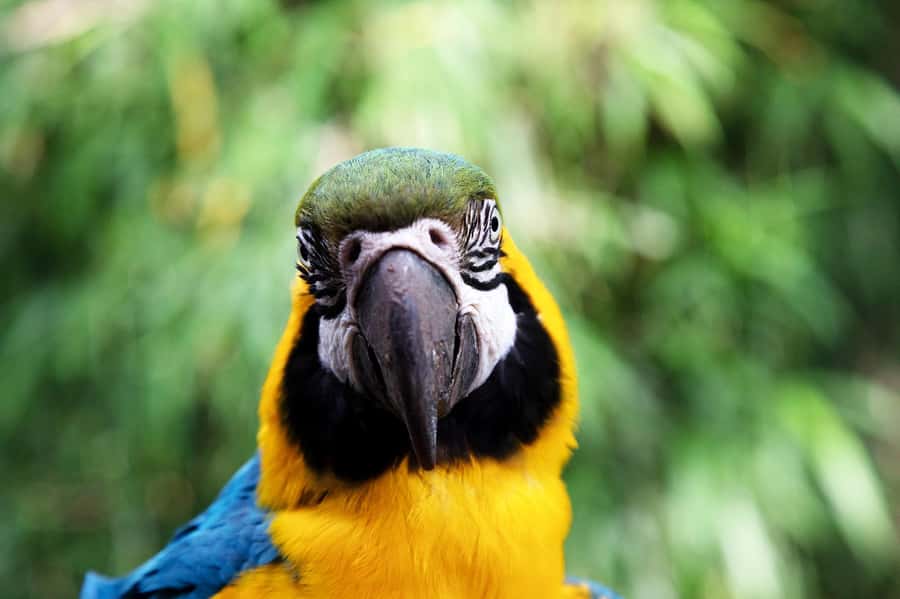 Temaiken Biopark Entry Tickets - Starting with Argentina’s Native Animals