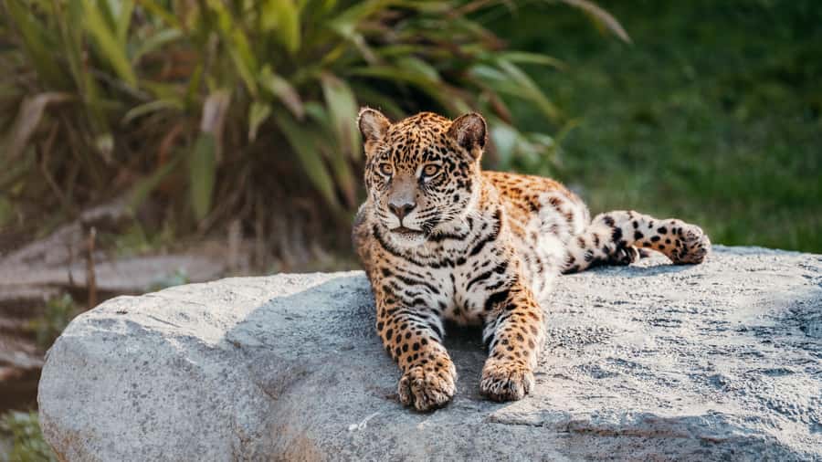 Temaiken Biopark Entry Tickets - African Wildlife, from Flamingos to Hippos
