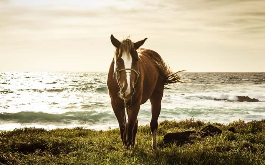 Terevaka Horse Excursion: The highest point and 360° view. - Booking details worth checking