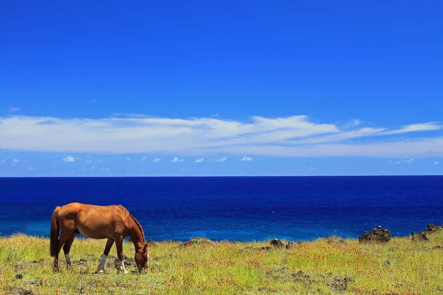 Terevaka Horse Excursion: The highest point and 360° view. - Reaching the highest point of Rapa Nui