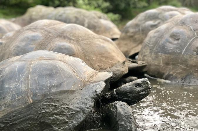 The Galapagos Giant Tortoise Experience + Los Gemelos | Shared - Why this half-day works so well on Santa Cruz