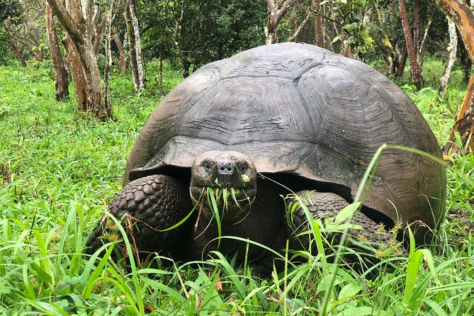 The Galapagos Giant Tortoise Experience + Los Gemelos | Shared - Reserva El Chato and tortoises in their own setting