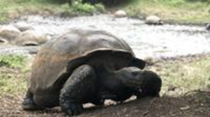 The Galapagos Giant Tortoise Experience + Los Gemelos | Shared - Guides can make or break the day