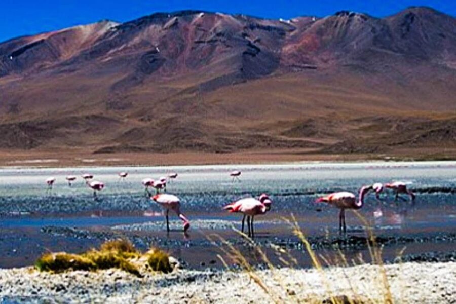 Tour to the Salinas Lagoon and National Reserve in Arequipa - Camelids, birds, and the high-Andean reserve