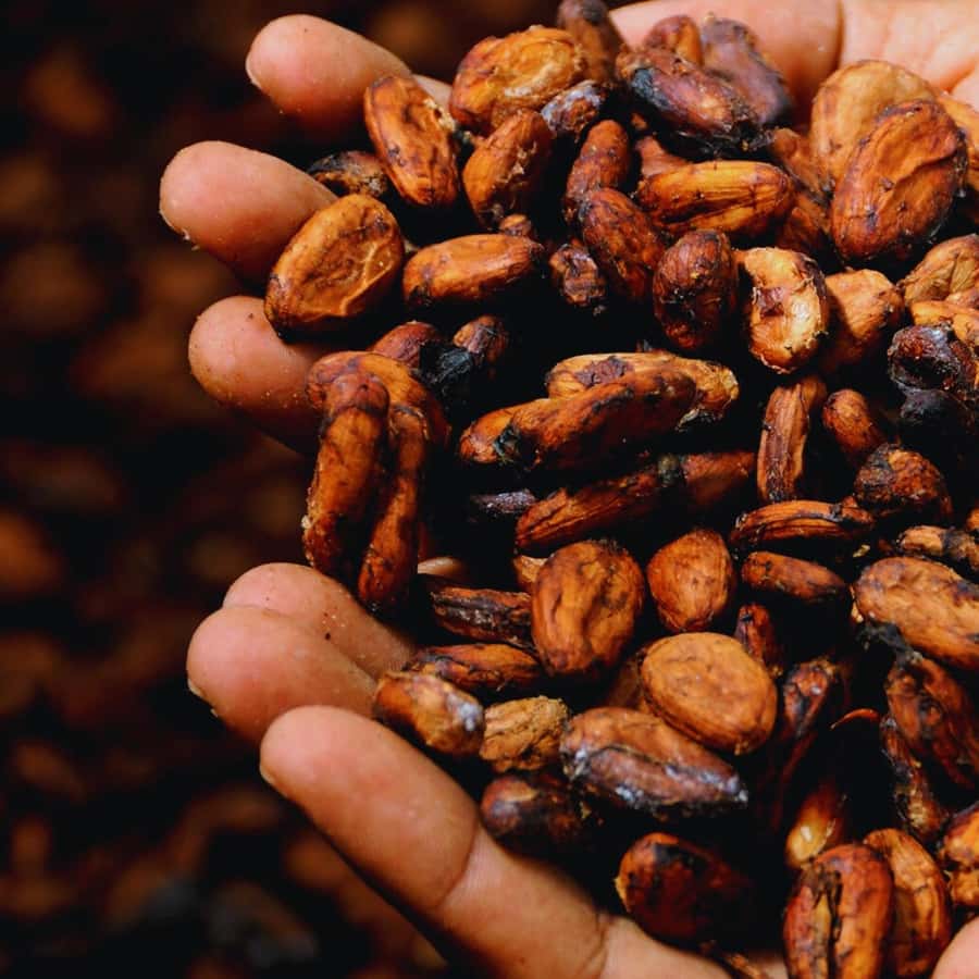 Trekking History and Indigenous Heritage in Minca + Cacao & Coffee + Waterfall - What the $41 price really covers