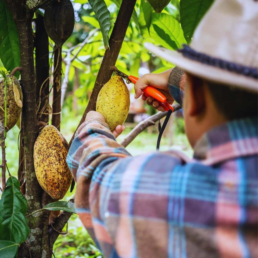 Trekking History and Indigenous Heritage in Minca + Cacao & Coffee + Waterfall - Who should book this Minca experience