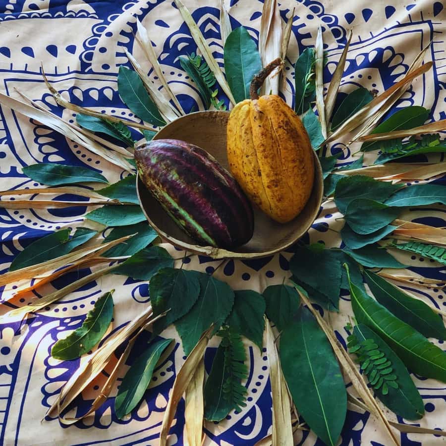 Trekking History and Indigenous Heritage in Minca + Cacao & Coffee + Waterfall - Should you book this tour?