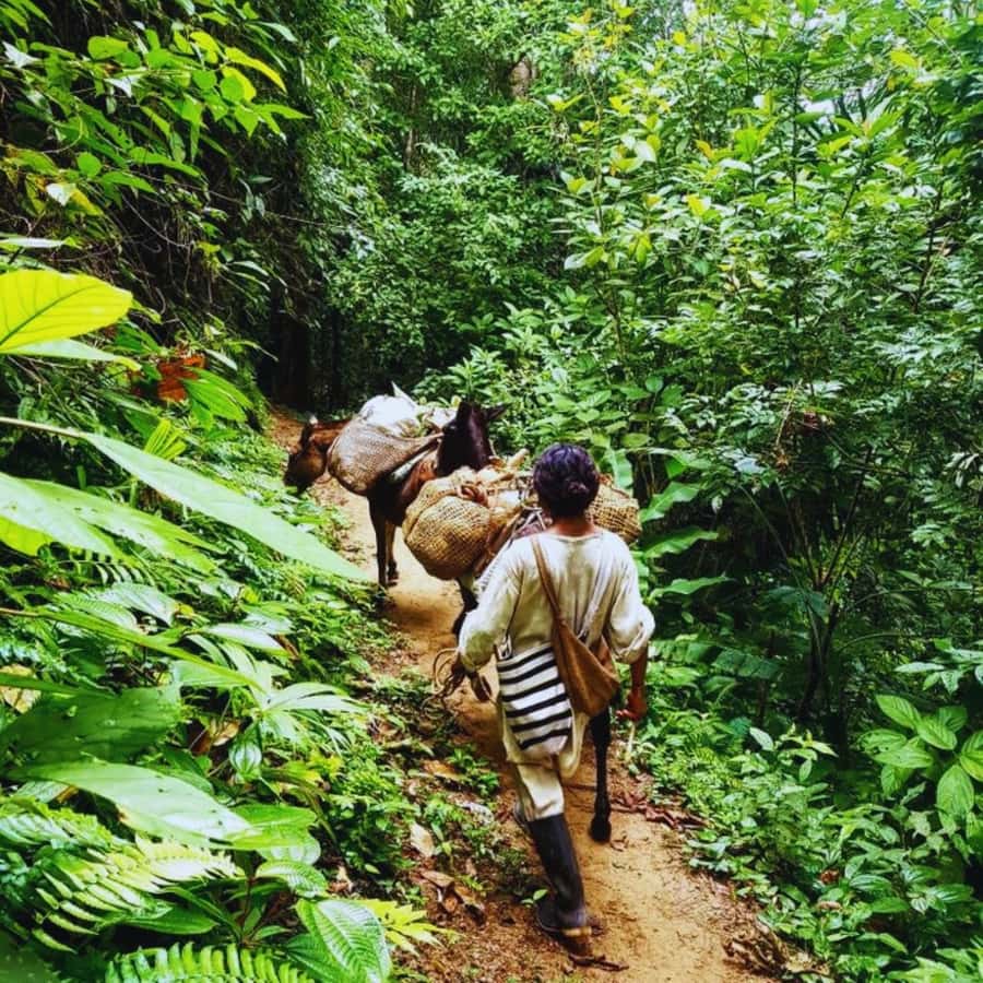 Trekking History and Indigenous Heritage in Minca + Cacao & Coffee + Waterfall - Meeting an Arhuaco family at Cabanas Bosque Cacao