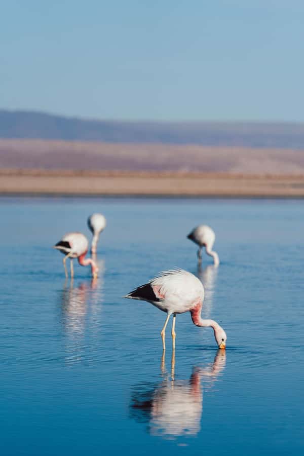 Triple tour: Red stones, highland lagoons and Chaxa Lagoon - A full day of Atacama scenery for $85