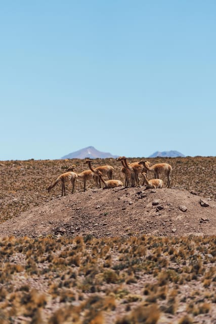 Triple tour: Red stones, highland lagoons and Chaxa Lagoon - Socaire and the human side of the high plateau