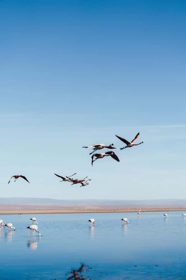 Triple tour: Red stones, highland lagoons and Chaxa Lagoon - Miscanti and Miñiques, the blue heart of the route