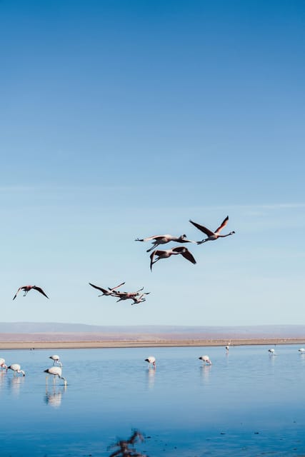 Triple tour: Red stones, highland lagoons and Chaxa Lagoon - Chaxa Lagoon and the search for flamingos