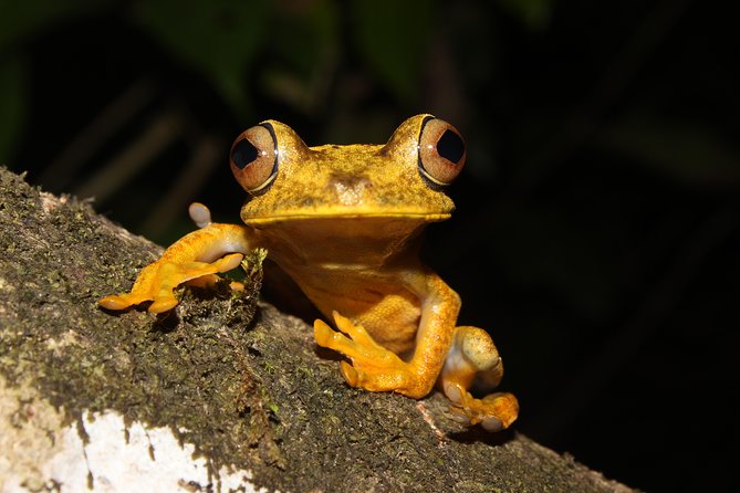Tropical Escape: 3 Days Amazon Rainforest Tour from Quito - Misahualli monkeys and the walk to the lodge