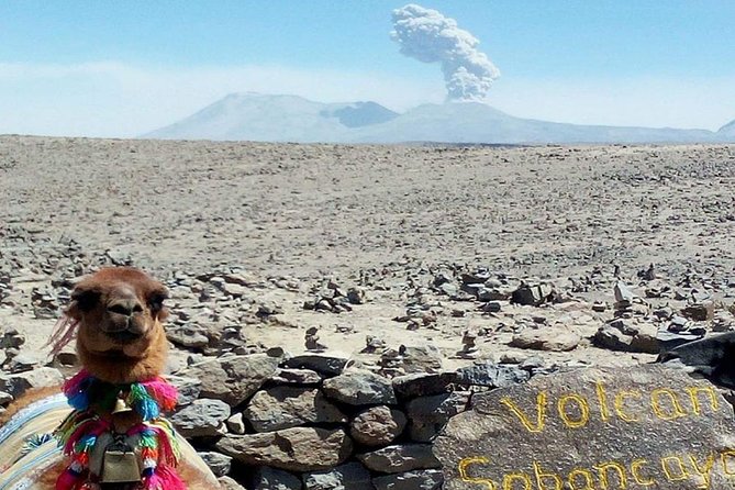 Turist Bus Colca Canyon (Chivay) To Puno - Tocrapampa and the search for vicuñas