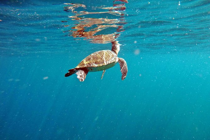 Turtle Snorkeling by Adrenailha - Reaching Xavier Island from Barra da Lagoa