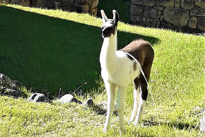 Ultimate Lares Trek & Inca Trail 5 days - Day 4: Chachabamba, Wiñay Huayna, and the Sun Gate