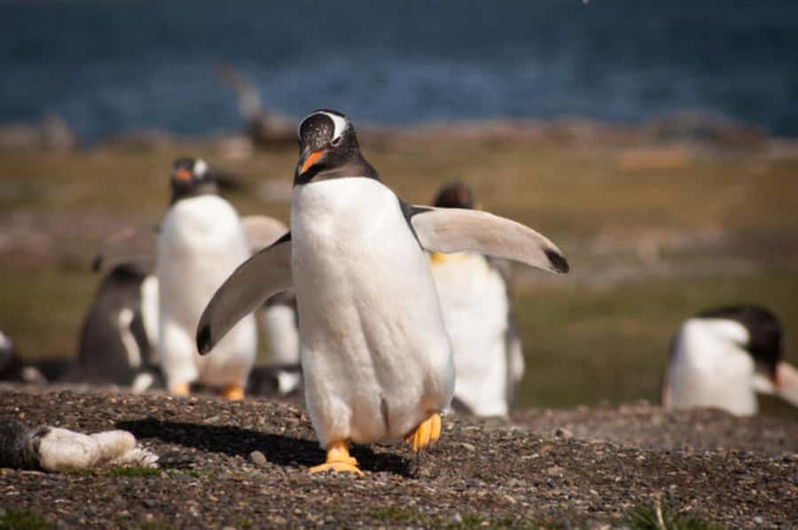 Ushuaia: Beagle Channel and Penguin Island - Why This Beagle Channel Cruise Is Worth Your Half-Day