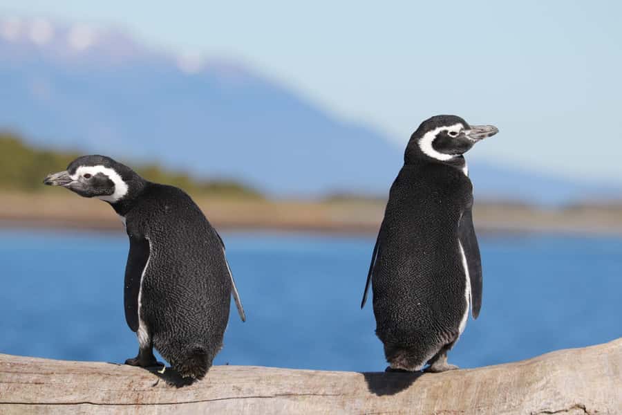 Ushuaia: Beagle Channel and Penguin Island - Leaving the Bay of Ushuaia