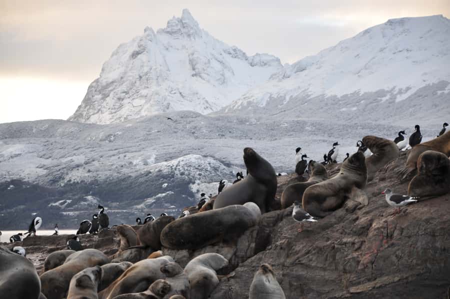Ushuaia: Beagle Channel & Sea Wolves Island Catamaran Cruise - Les Eclaireurs Lighthouse and the Monte Cervantes Story