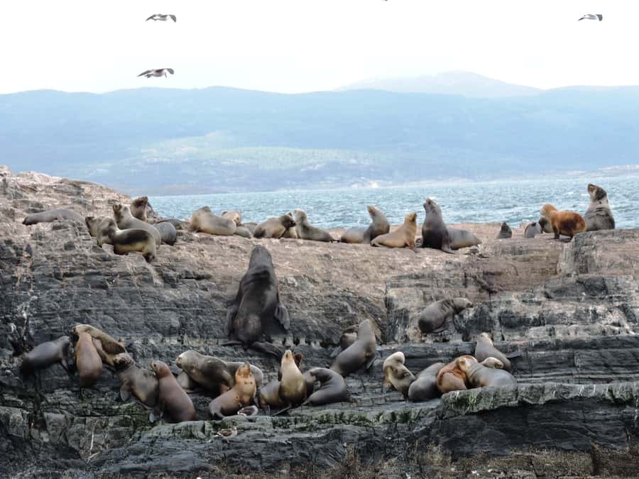 Ushuaia: Beagle Channel & Sea Wolves Island Catamaran Cruise - Should You Book the Beagle Channel Cruise?