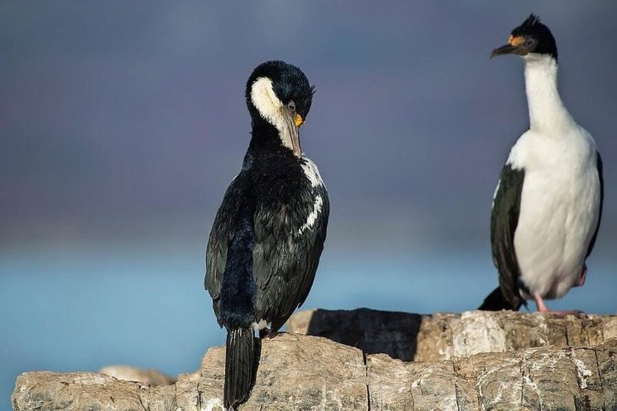 Ushuaia: Beagle Channel, Seal Island & Bridges Islands Tour - Should you book the Beagle Channel cruise?