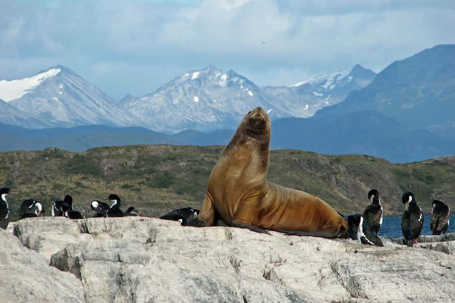 Ushuaia: Beagle Channel, Seal Island & Bridges Islands Tour - Weather, clothing, and practical planning