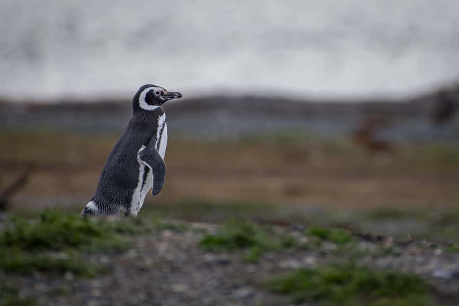 Ushuaia: Catamaran Sailing to Penguin Island - FAQ