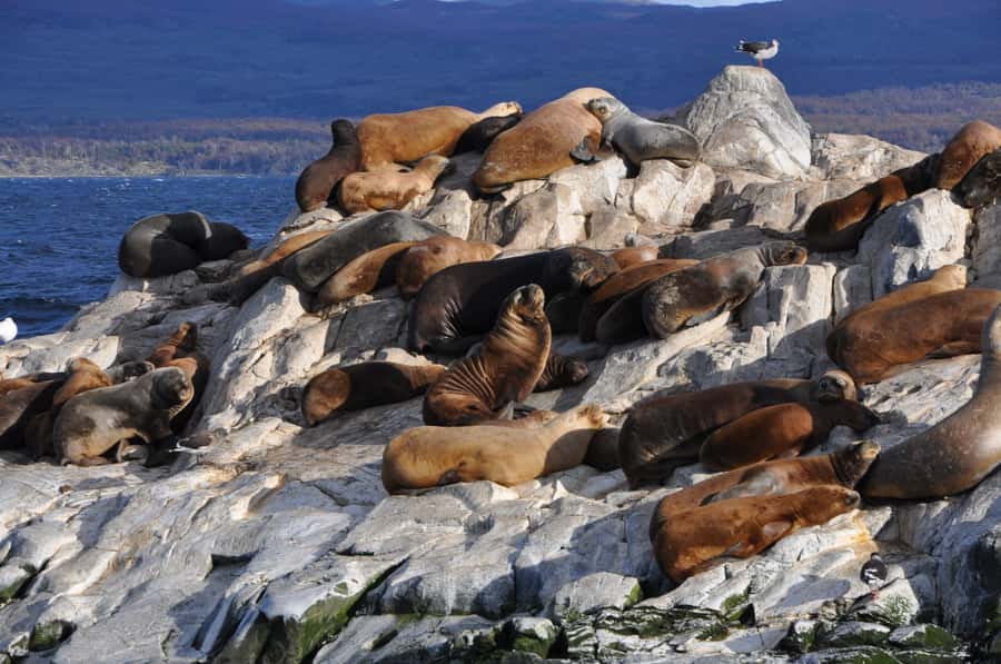 Ushuaia: Penguin Watching Tour by Catamaran - Is $180 a fair price?