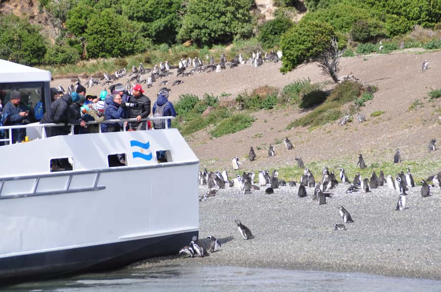 Ushuaia: Penguin Watching Tour by Catamaran - Starting at Ushuaia’s tourist dock