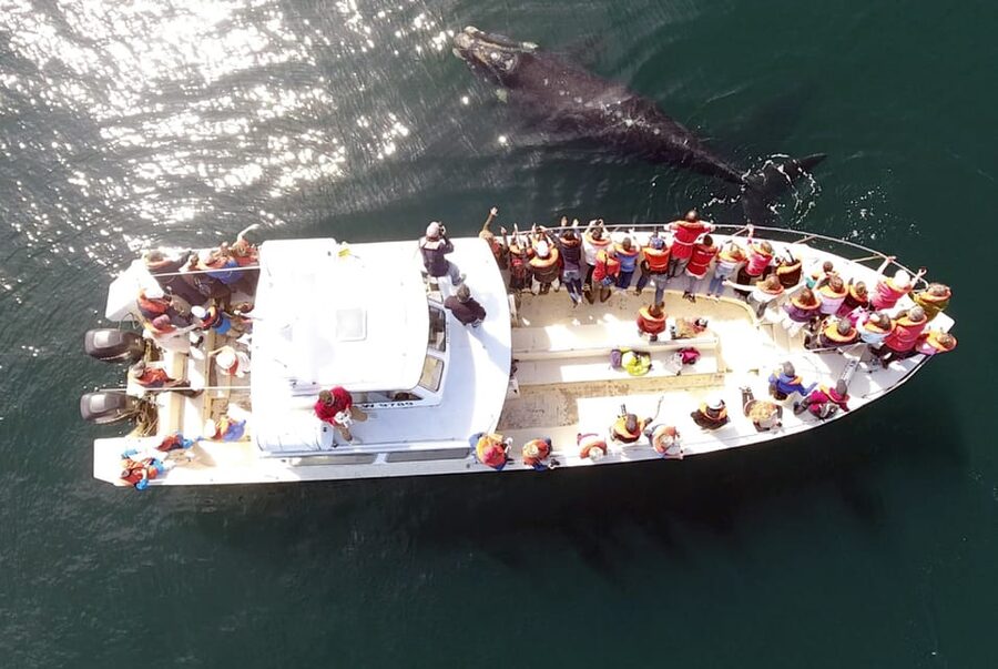 Valdes Peninsula: Full Day with Whale Watching - What to expect on the whale boat